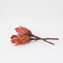 Dried Protea Stems Bundle by Objects