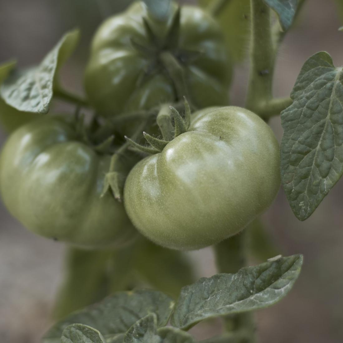 Fried Green Tomatoes - exhibit by aberson
