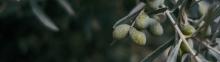 Image of Marinated Olives and Feta 