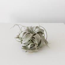 Tillandsia Xerographica - Large Air Plant by Objects