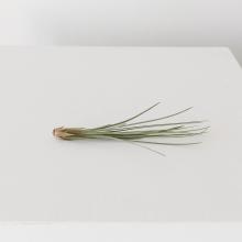 Tillandsia Juncea Plant - Large Air Plant by Objects