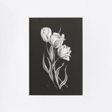 Tulips by Kayla Anley