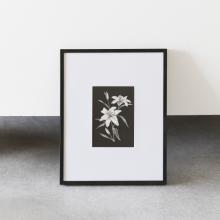 White Lily by Kayla Anley