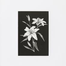 White Lily by Kayla Anley