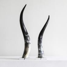 Cow Horn Medium by Objects