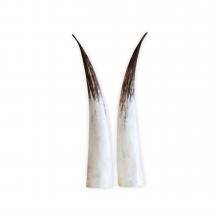White Longhorn Pair by Objects